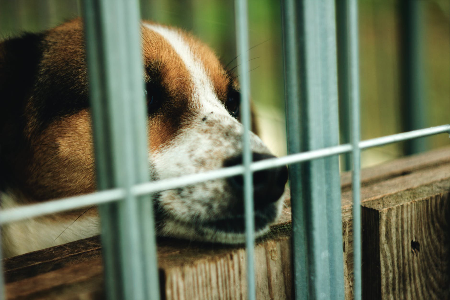 Animals Deserve Protection From Abuse 