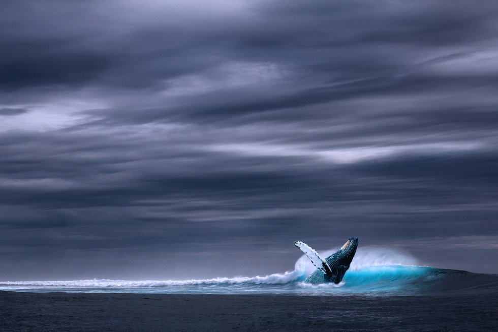 blue-whale-ocean-picture-327399.jpg
