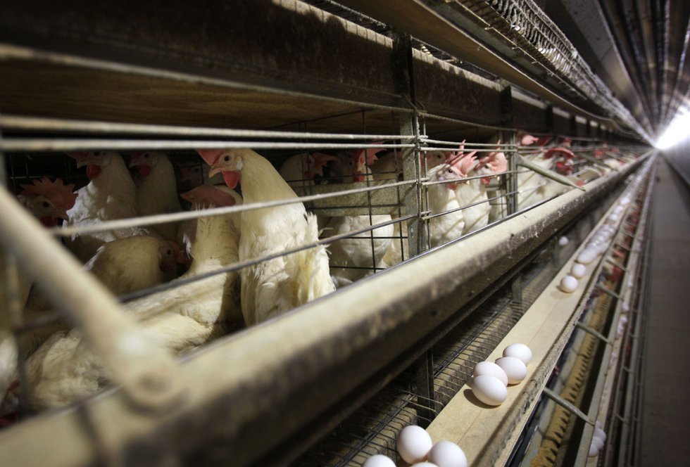 Farm Scene Pitiful Poultry