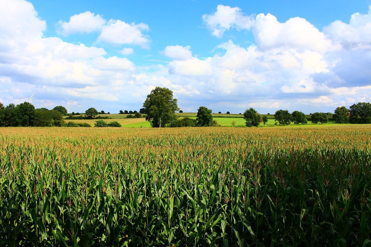 Indigenous farmers organize to protect maize from climate crisis