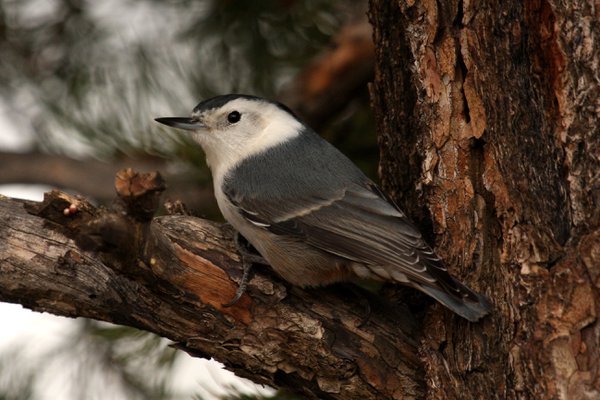 white breasted2p-nuthatch.jpg