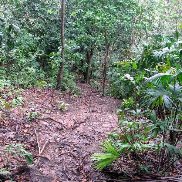 Jungle_path_in_the_Darién_Gap.jpeg