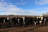 Cow_Farm,_Trempealeau_County,_Wisconsin,_United_States.jpeg