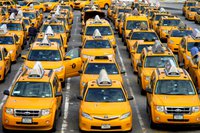 nyctaxis1.jpg
