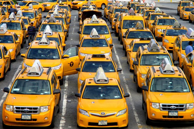 nyctaxis1.jpg