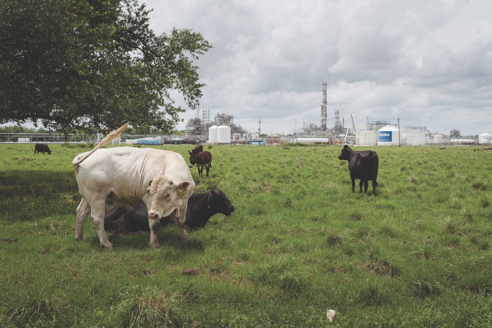 Cows in front of Denka Performance Elastomer facility