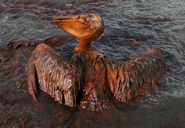gulf-oil-spill-killing-wildlife-brown-pelican-wings_21352_600x450.jpg.jpe