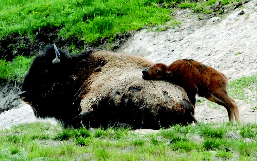 American-Bison-calf-was-using-its-mother-as-a-scratching-post-in-Hayden-Valley-Yellowstone-National-Park.jpg.jpe