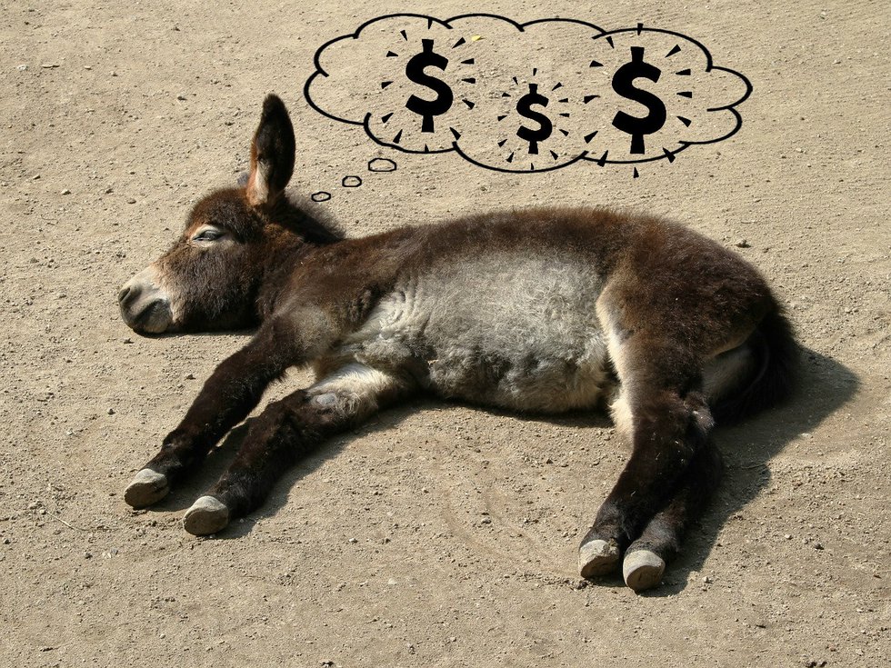 donkey dream.jpg